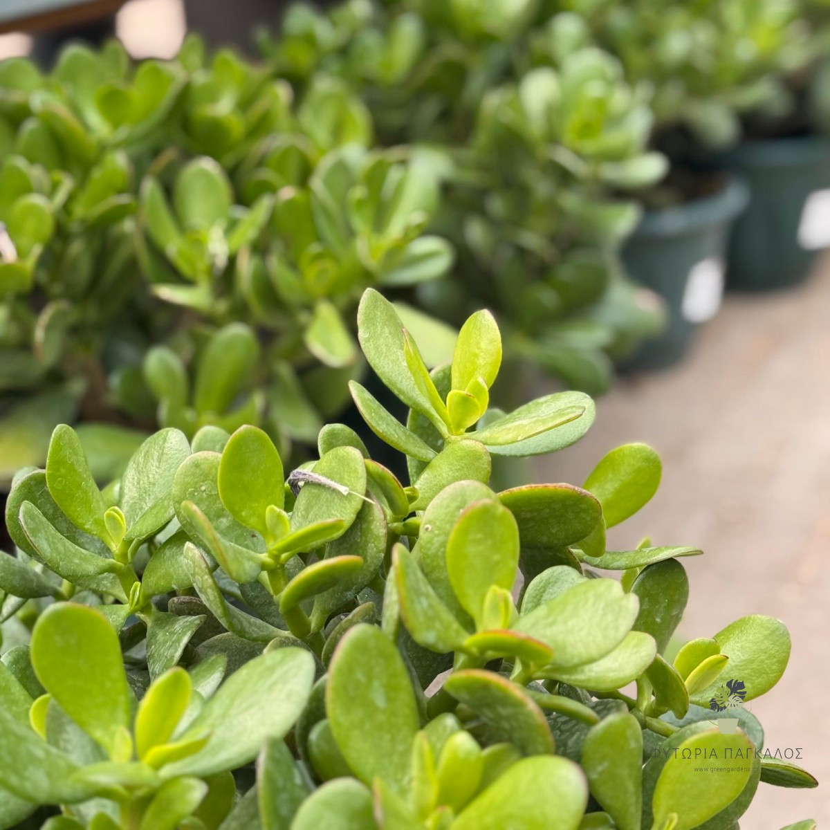 🌵 ΚΡΑΣΟΥΛΑ – Crassula sp - 4